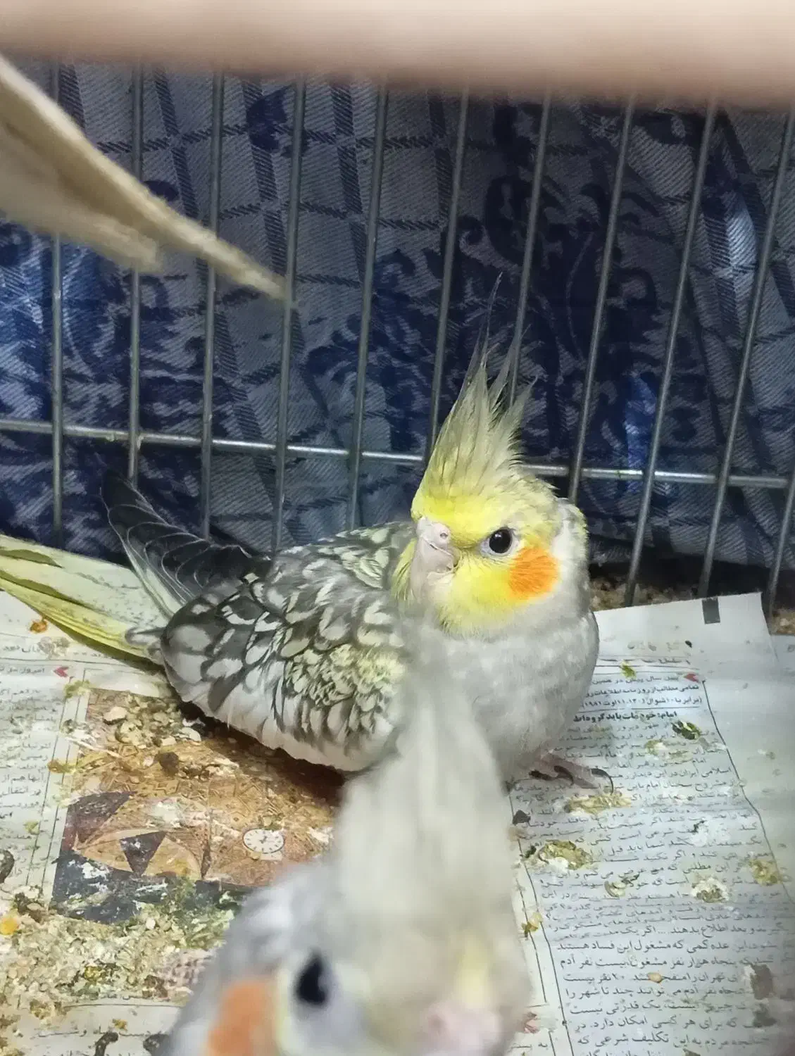 عروس هلندی ماده|پرنده|سمنان, |دیوار