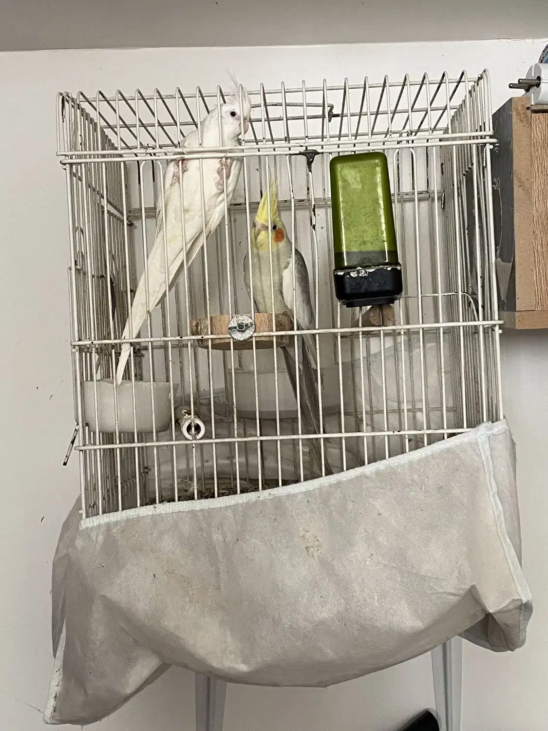 عروس هلندی|پرنده|بافق, |دیوار