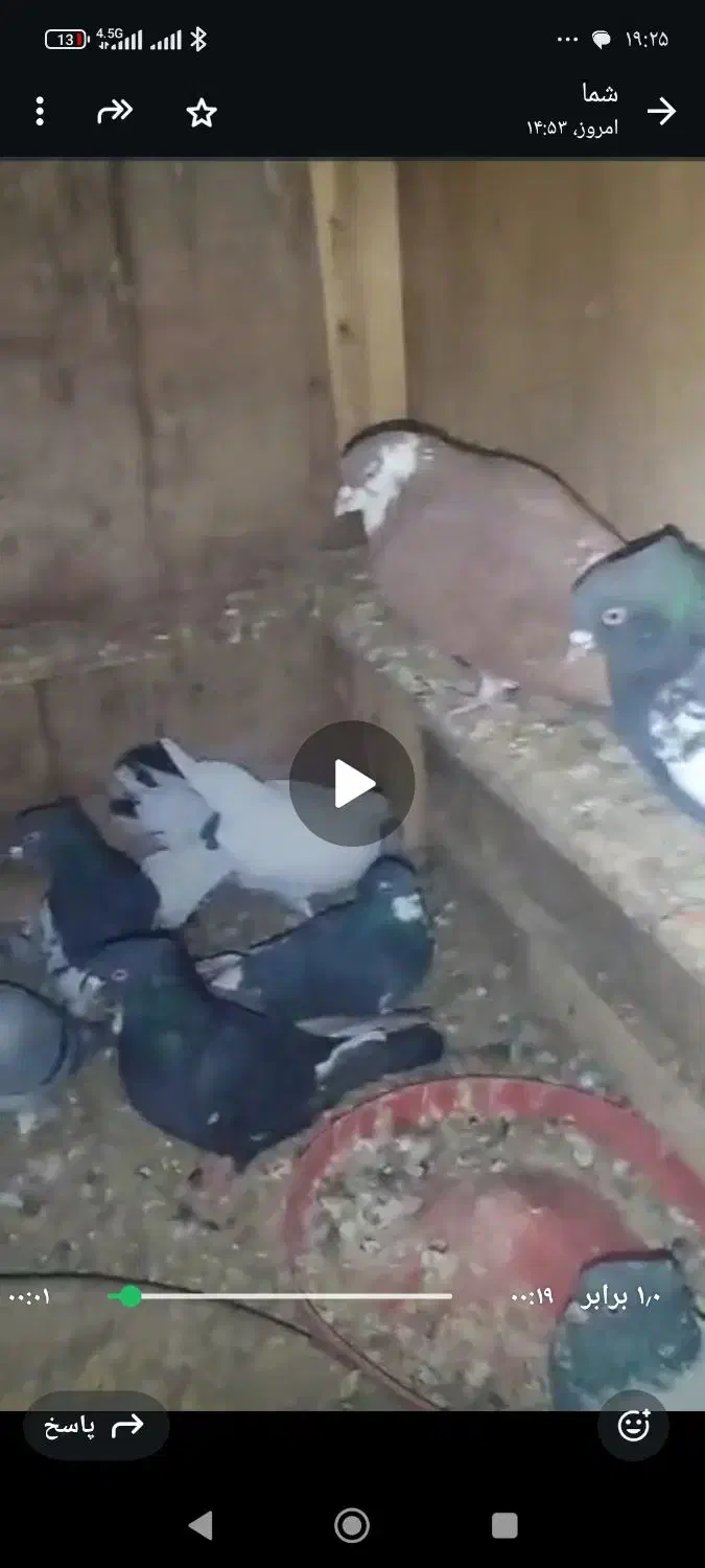 ت تعدادی کبوتر در یک و خوب|پرنده|صدرا-فارس, فاز ۱|دیوار