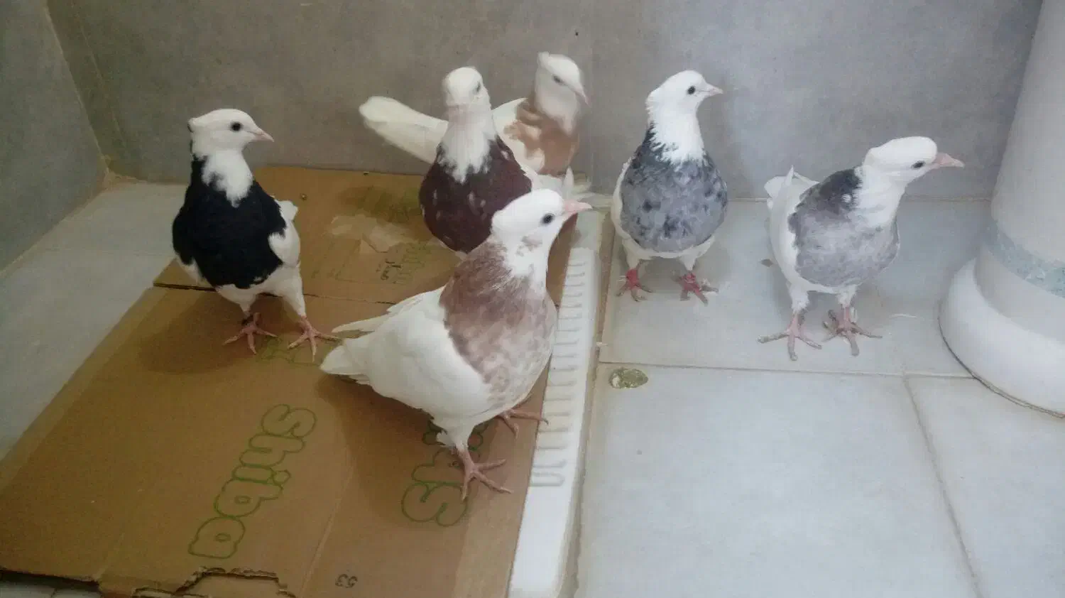 کبوتر طوقی|پرنده|محمدشهر, محمدشهر|دیوار