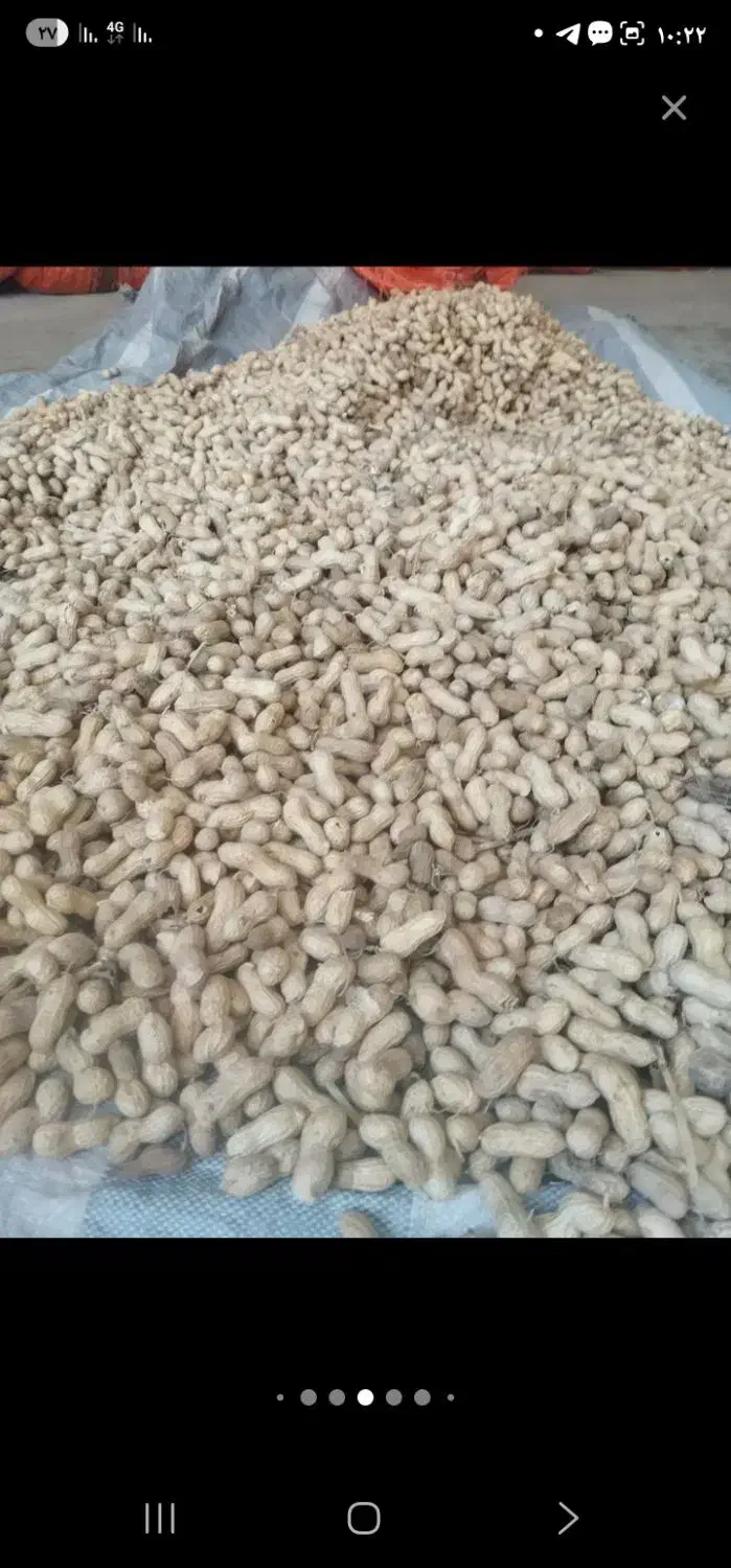 بادام|عمده‌فروشی|تهران, سنگلج (شاپور)|دیوار