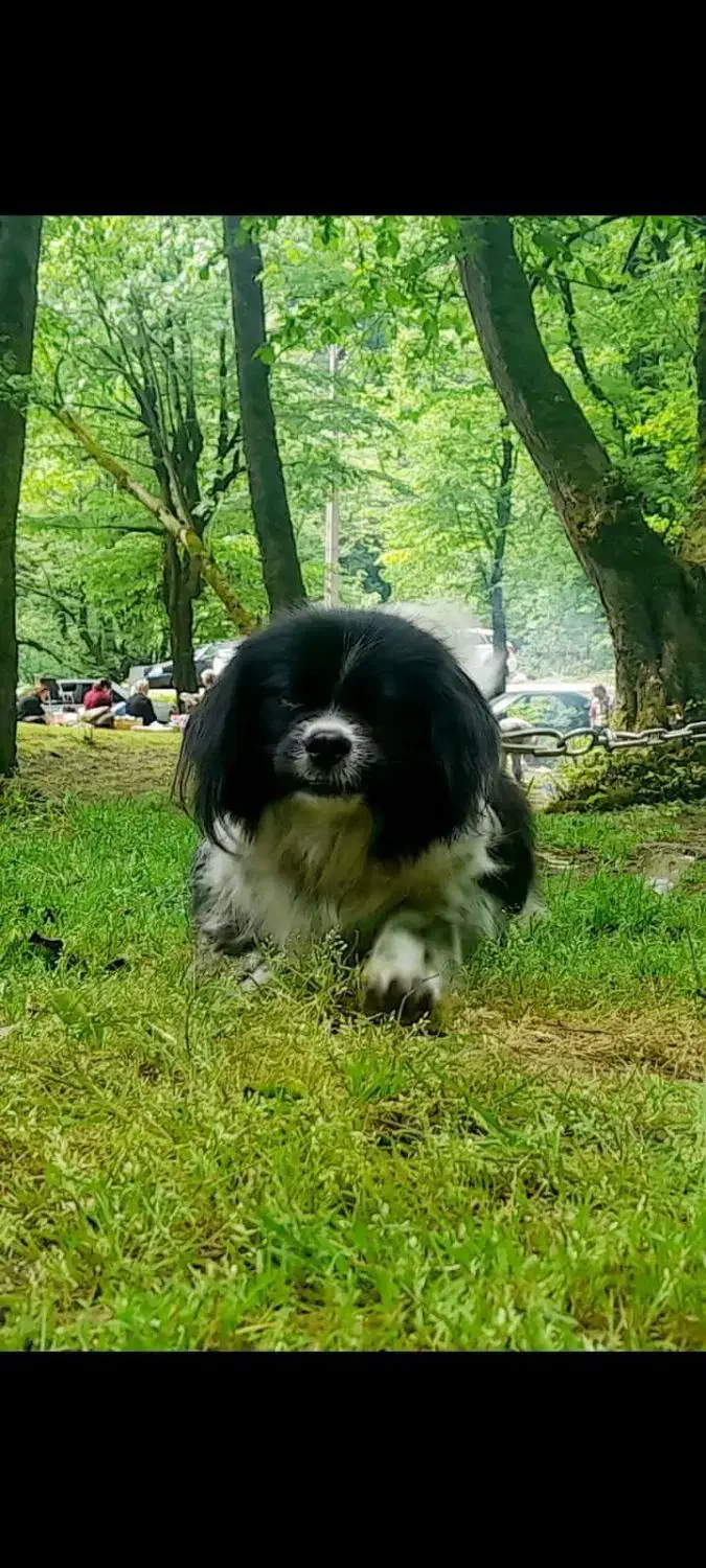 سگ پاکوتاه|سگ|تنکابن, |دیوار