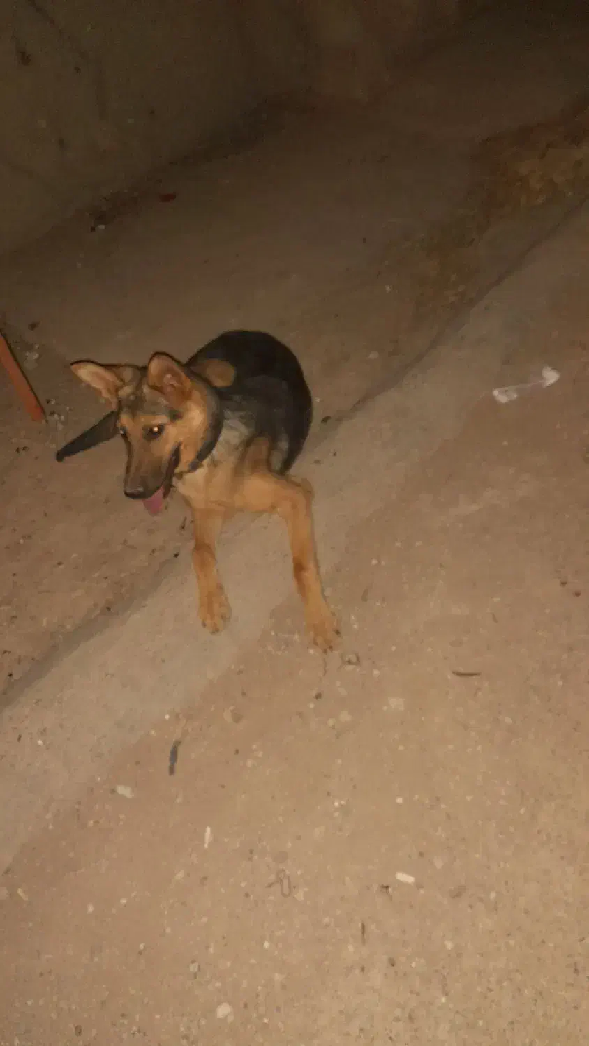 فروش ژرمن ورک|سگ|استهبان, |دیوار