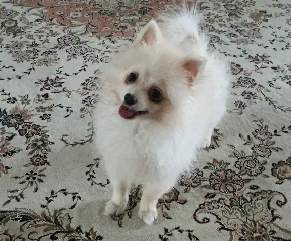 پامرانین خرسی عروسکی|سگ|سلمان‌شهر, |دیوار