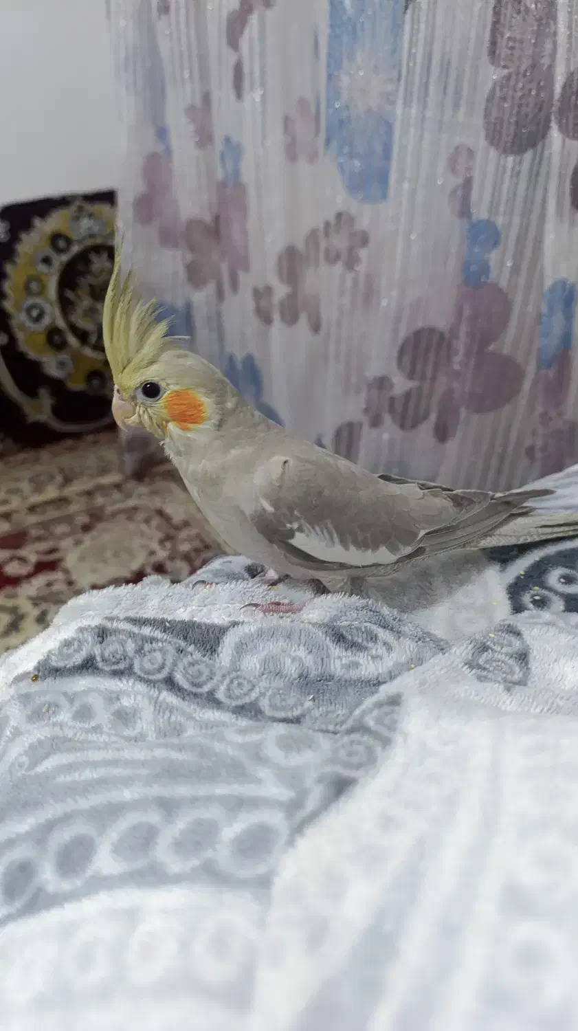 عروس هلندی ۲ماهه|پرنده|دماوند, مسکن مهر گیلاوند|دیوار