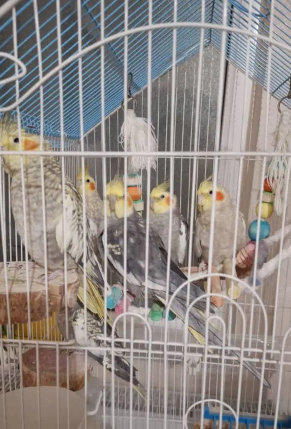 عروس هلندی|پرنده|اردبیل, |دیوار