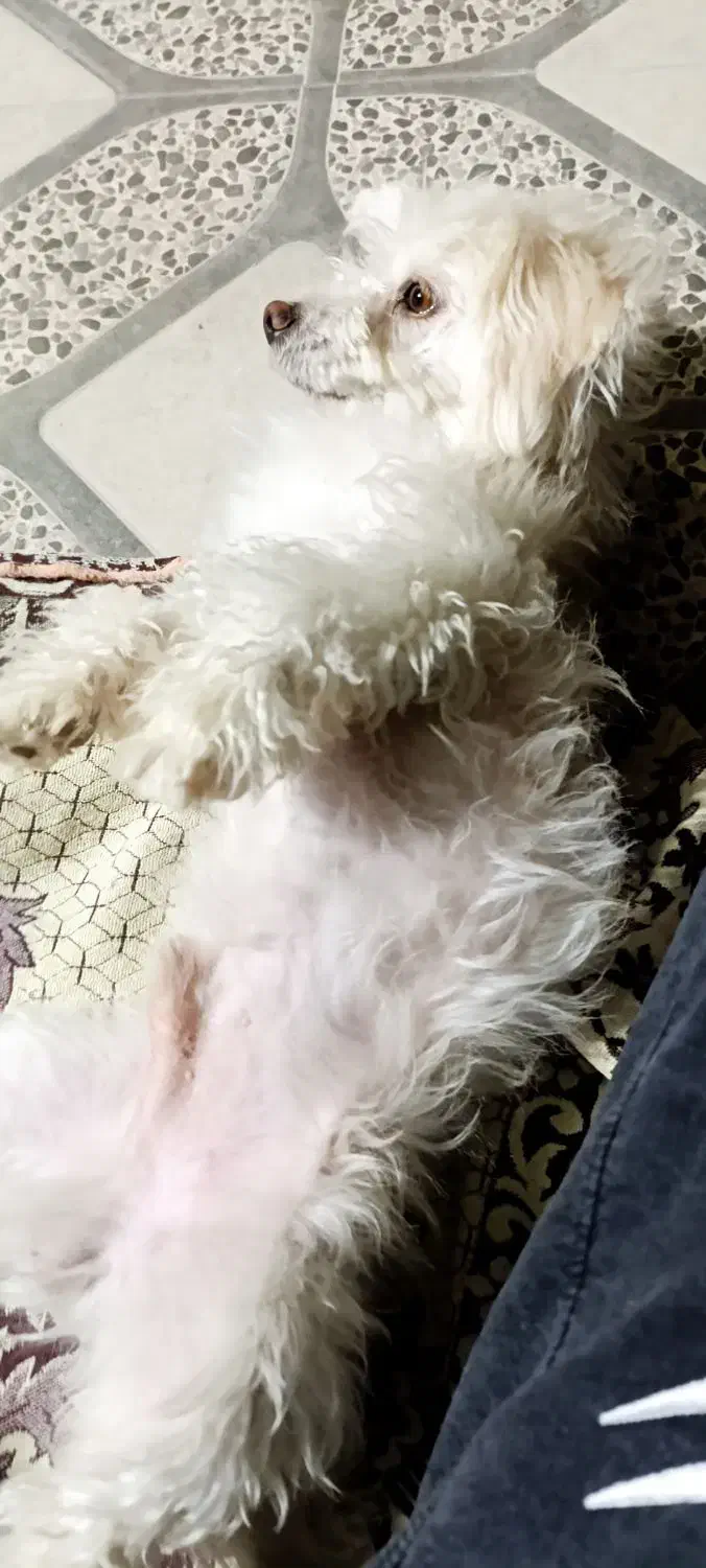 سگ خانگی|سگ|گله دار, |دیوار