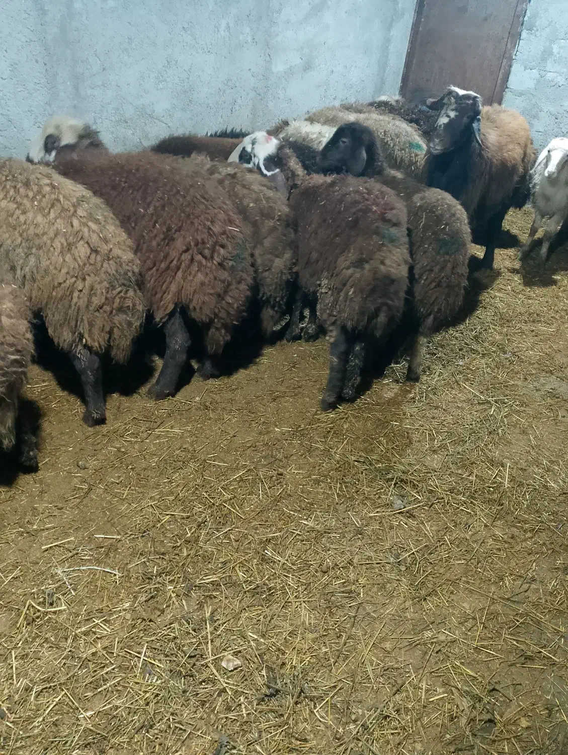 تعداد20 بره ماده|حیوانات مزرعه|اردبیل, |دیوار