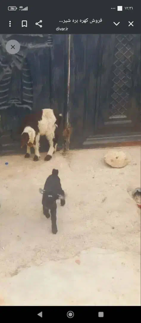 کهره وبره شیری|حیوانات مزرعه|کازرون, |دیوار