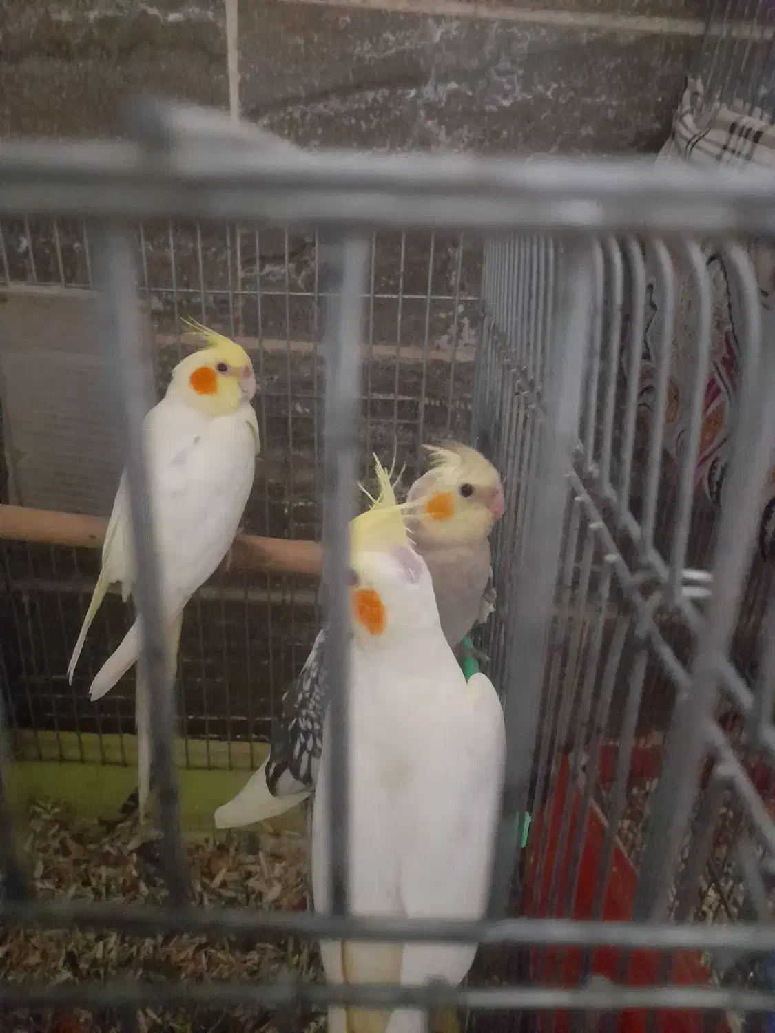 سلام فروش عروس هلندی نیمور|پرنده|محلات, |دیوار