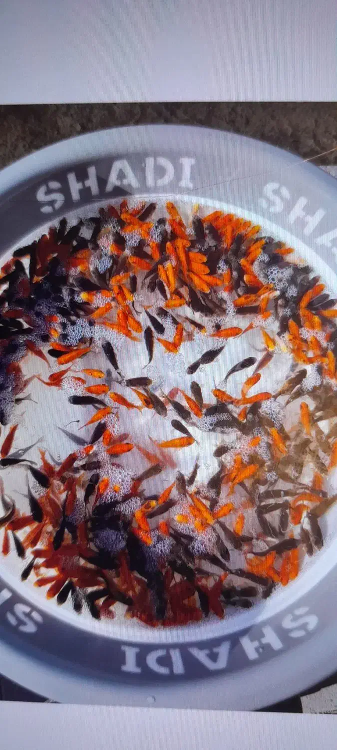 ماهی عید|ماهی|مشگین شهر, |دیوار