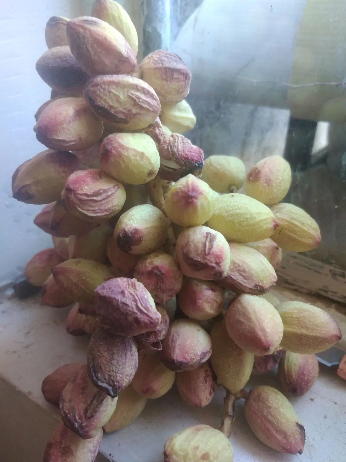 پسته|خوردنی و آشامیدنی|مشهد, پورسینا|دیوار