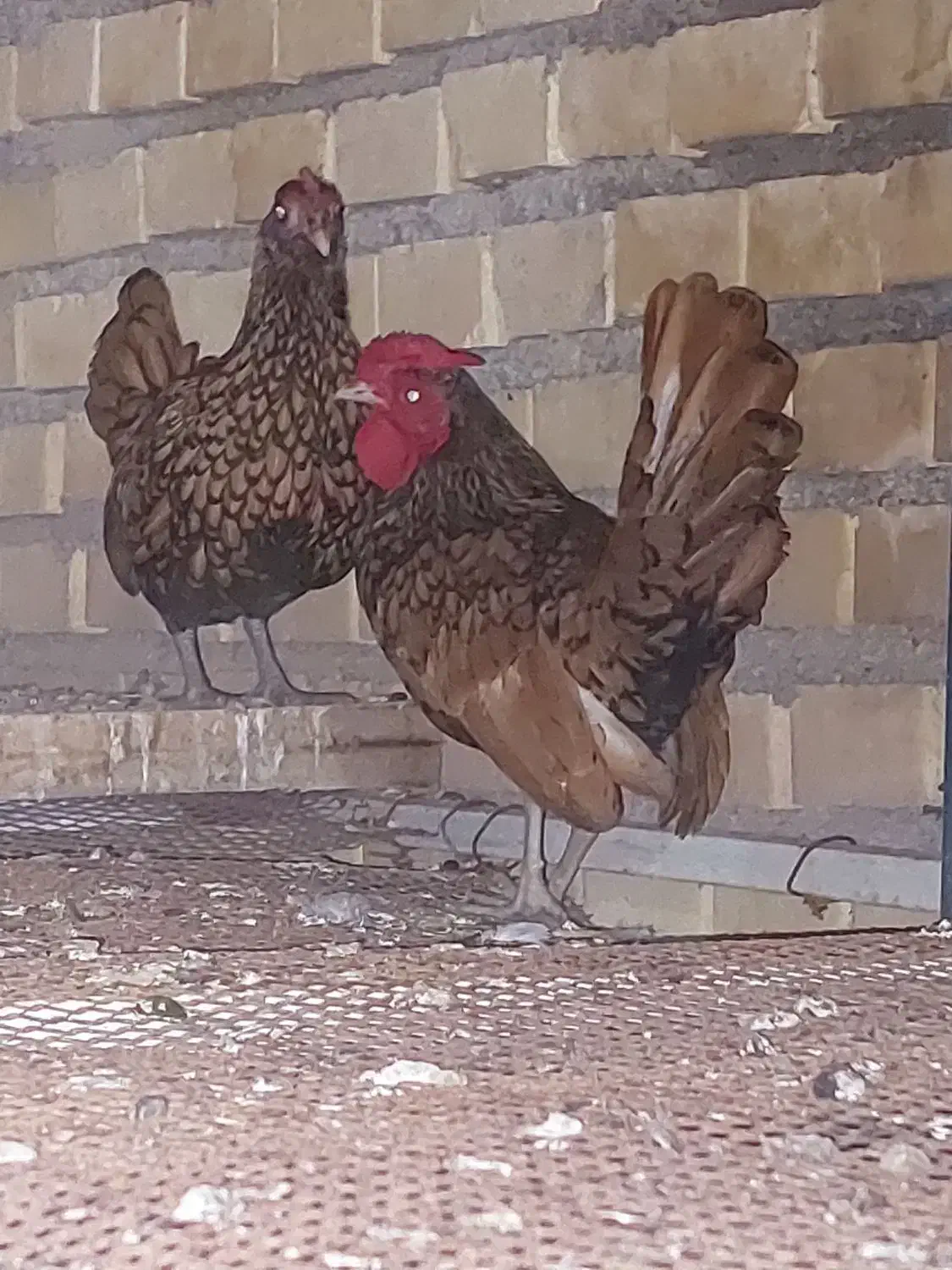 مرغ مینیاتری|حیوانات مزرعه|خرمشهر, |دیوار