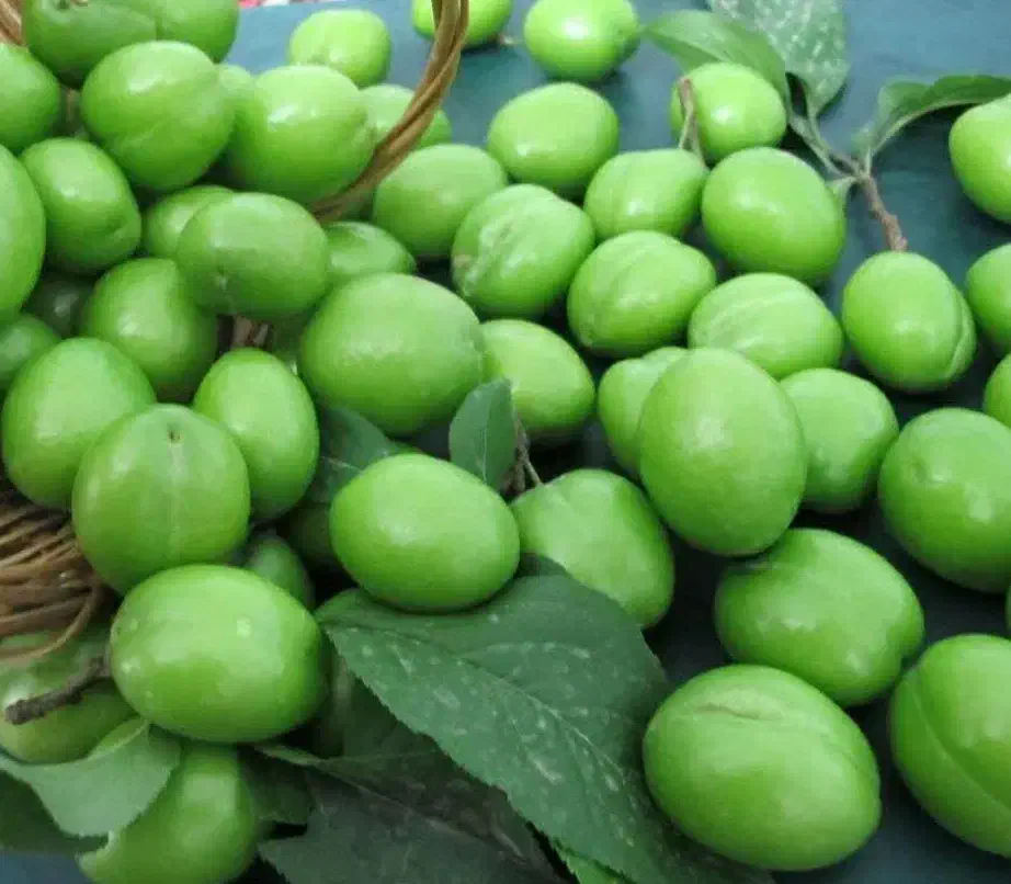 پیشفروش نهال گوجه سبز سردرود|خدمات باغبانی و درختکاری|خاروانا, |دیوار