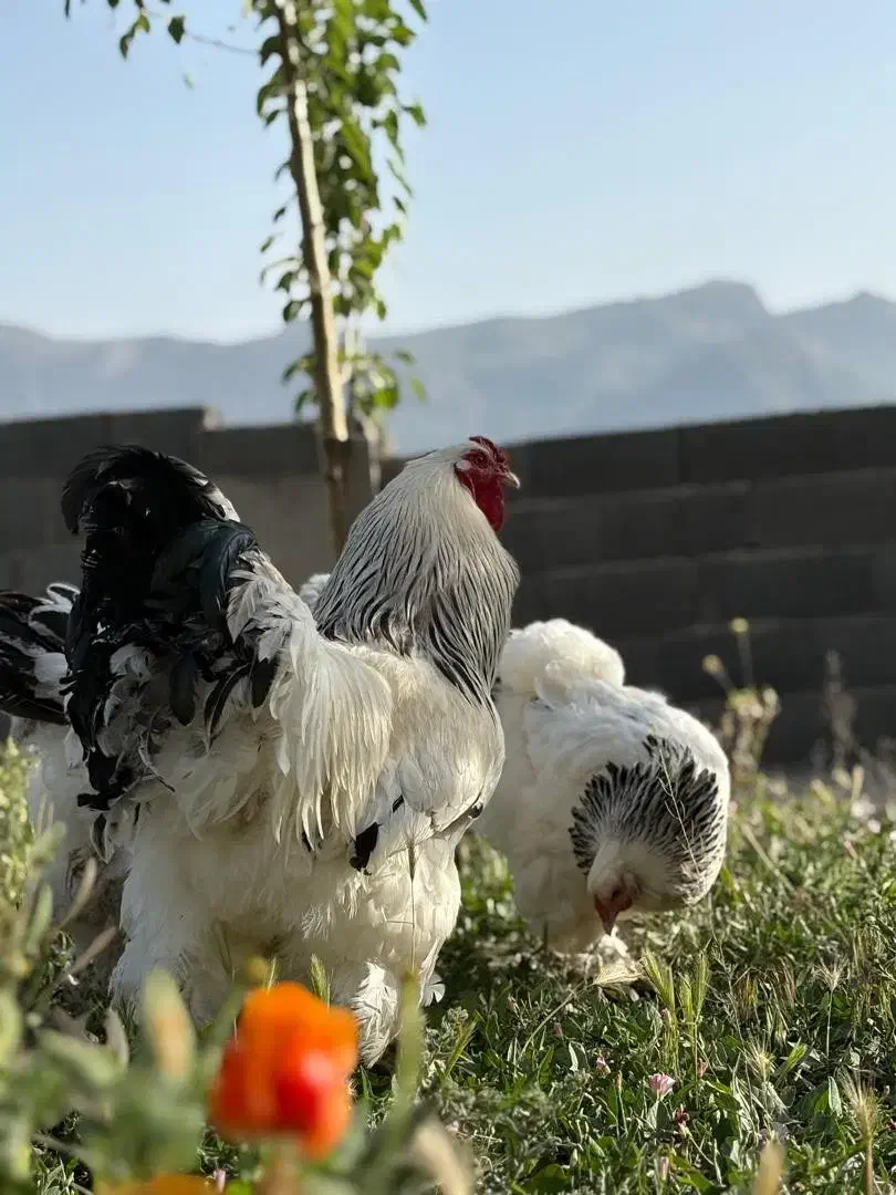 تخم نطفهدار لایت برهما اصیل مرغ جوجه خروس|حیوانات مزرعه|تهران, حافظیه|دیوار