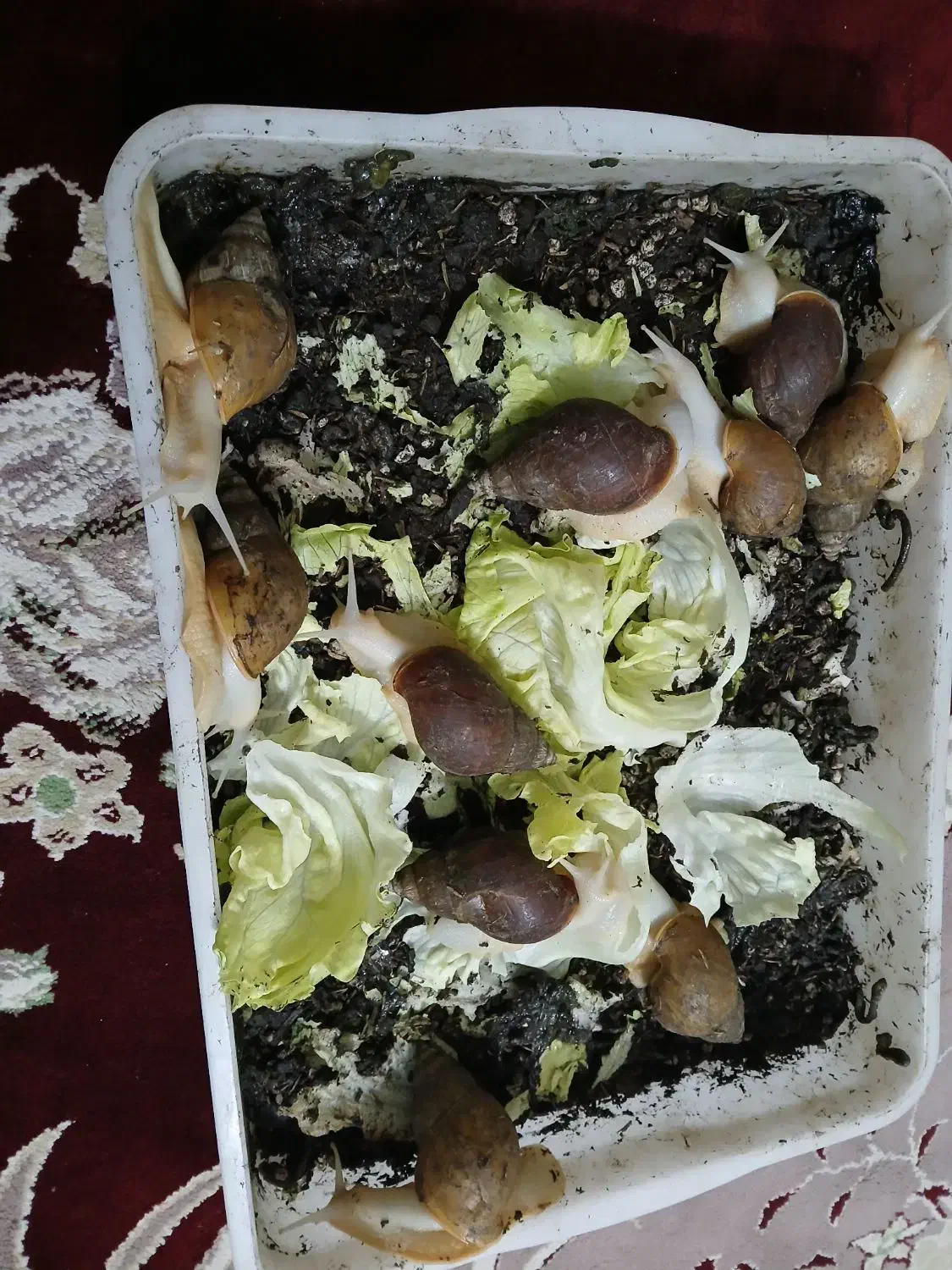 حلزون‌طبی|خزنده|دزفول, |دیوار