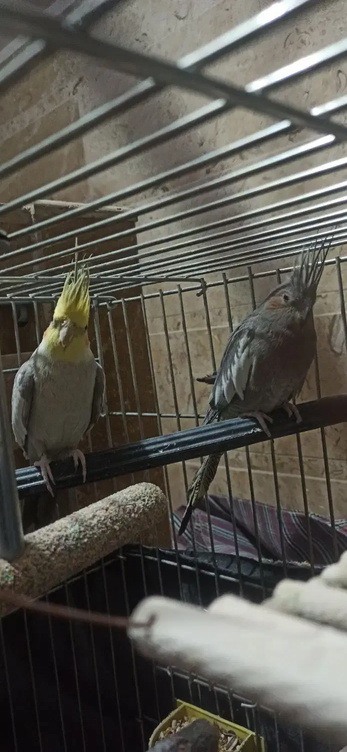 جفت عروس هلندی دستی سخنگو|پرنده|لنجان, |دیوار