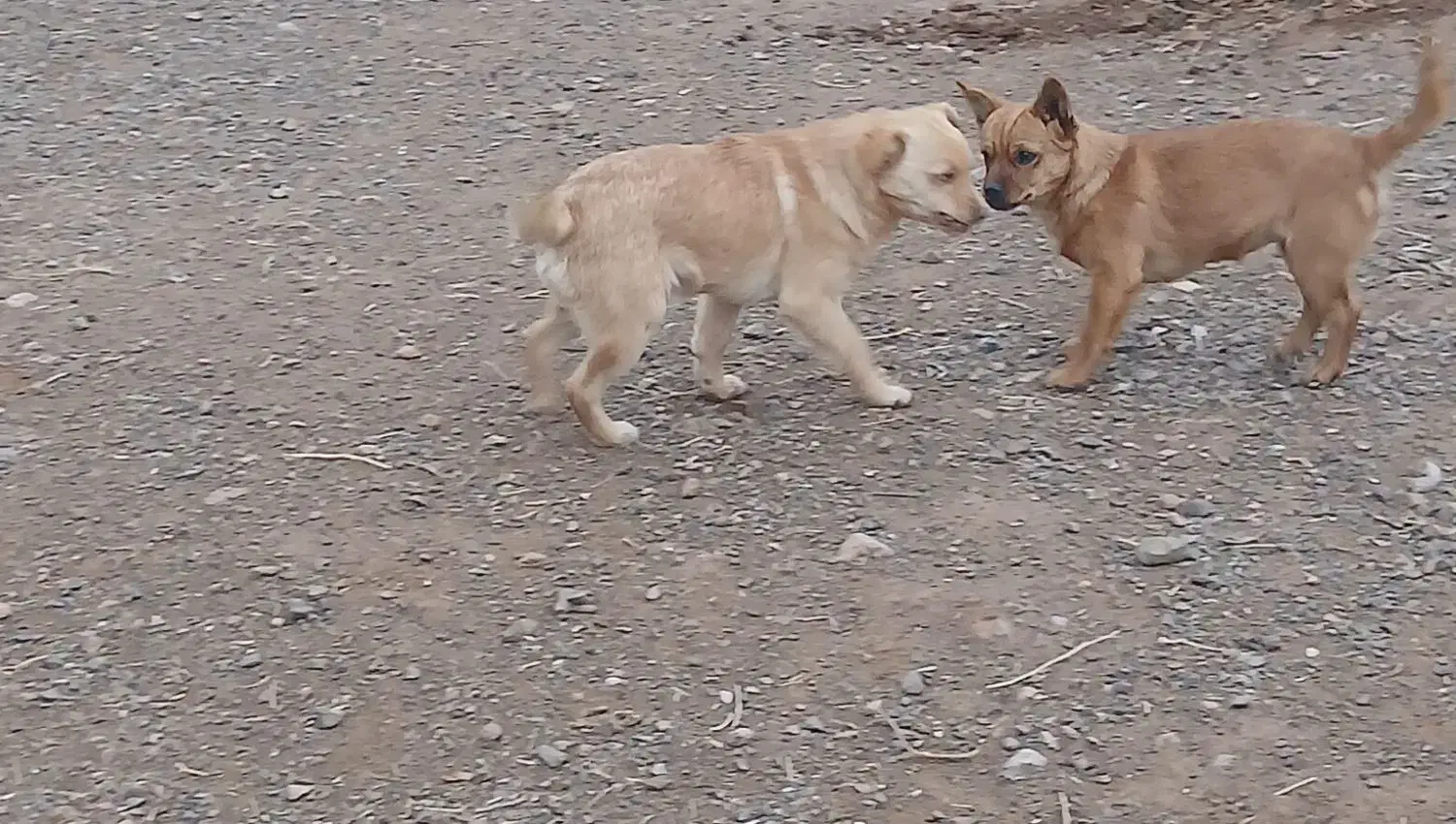 سگ پاکوتاه|سگ|شوط, |دیوار