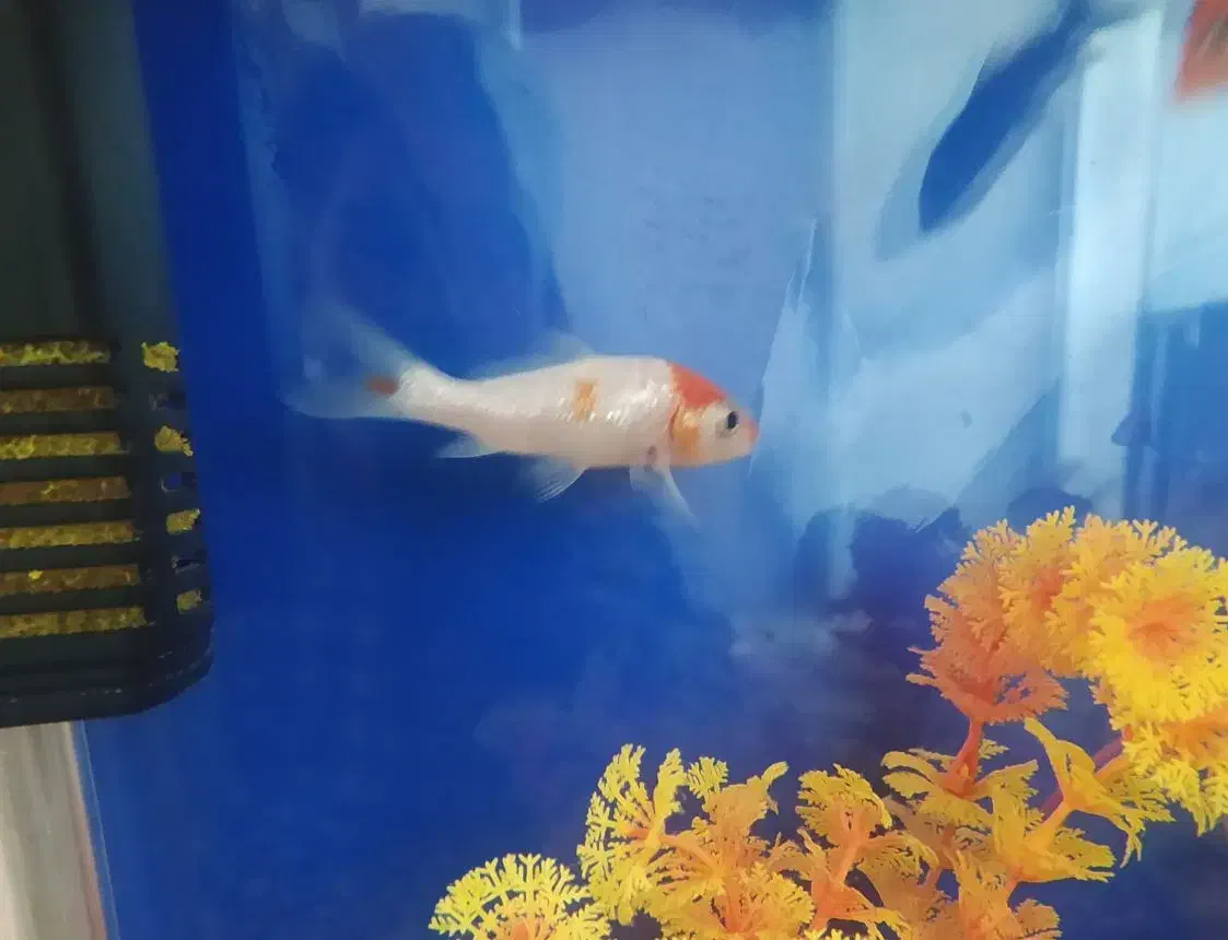 فروش ماهی|ماهی|فسا, |دیوار