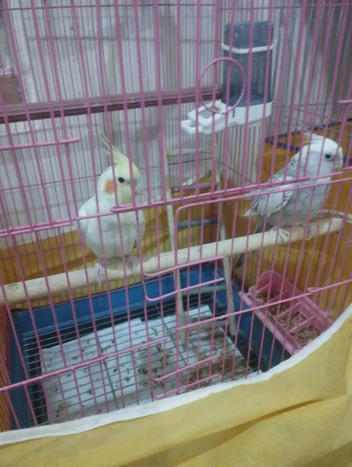 عروس هلندی سخنگو|پرنده|اسلام‌‌آباد غرب, |دیوار