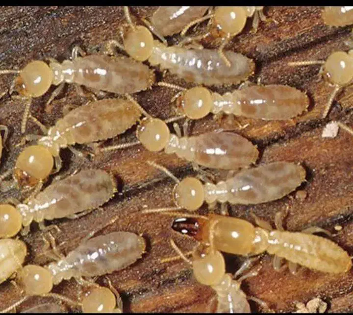 سمپاشی تضمینی سوسک ساس موریانه سم پاشی منازل|خدمات نظافت|نجف‌آباد, |دیوار