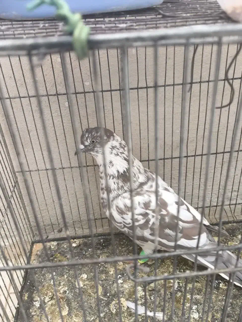 یک جفت کبوتر طوق با کفتر های دیگر|پرنده|فردوس (خراسان), |دیوار