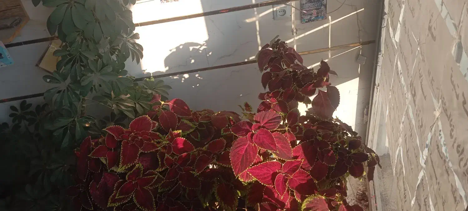 گل طبعیی|گل و گیاه طبیعی|اهر, |دیوار