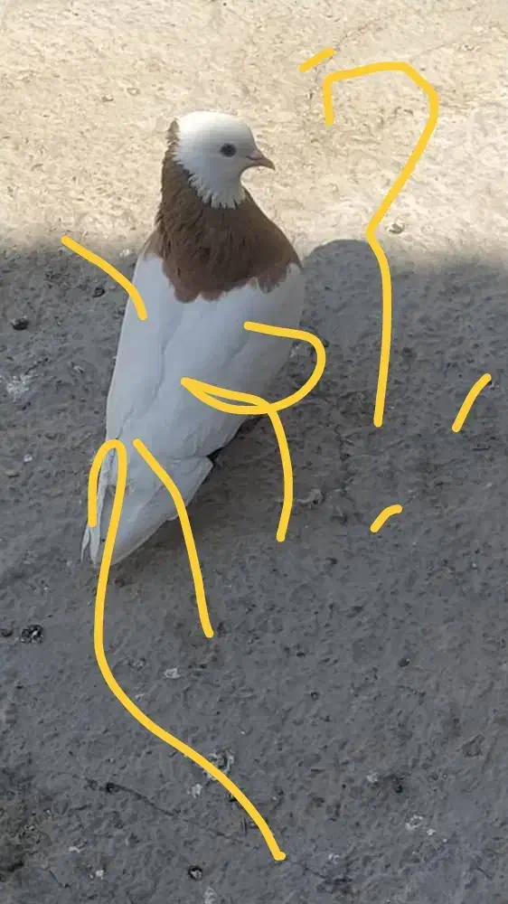 ماده طوقی پرتقالی|پرنده|بهبهان, |دیوار