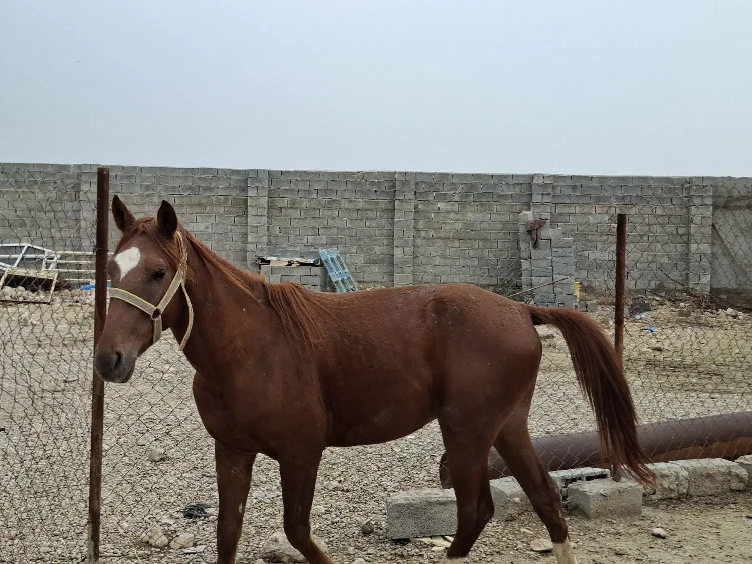 نریان دوساله|اسب و تجهیزات اسب‌سواری|بهبهان, |دیوار