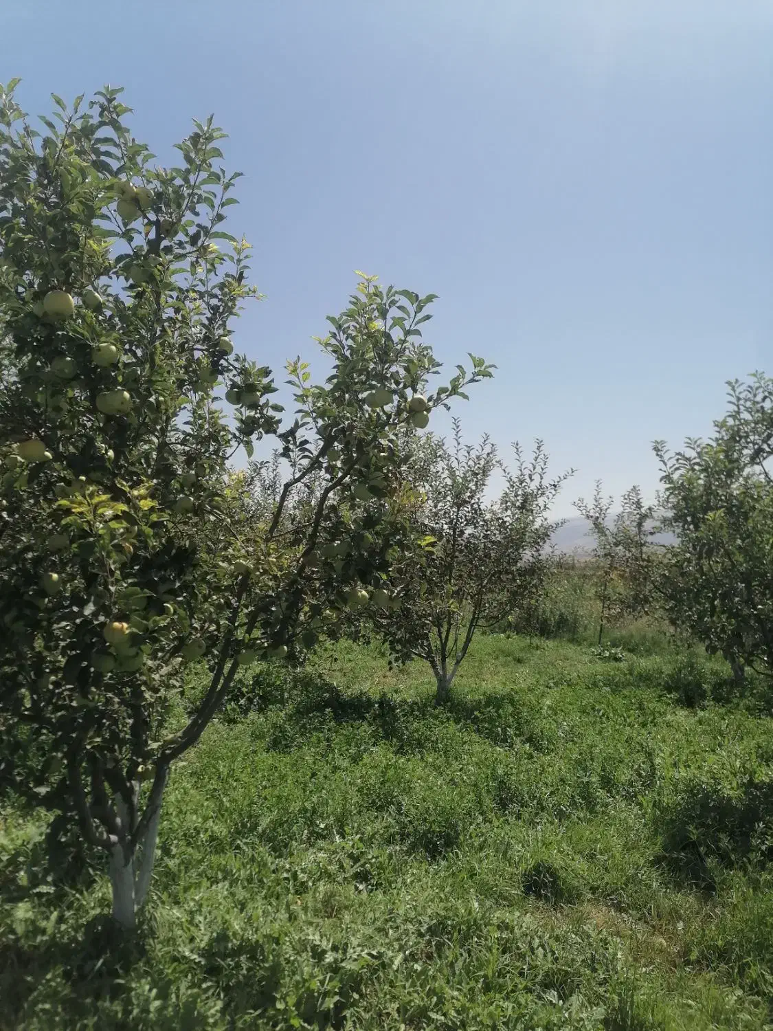 فروش باغ نقلی با صفا|فروش دفتر صنعتی، کشاورزی، تجاری|اهر, |دیوار