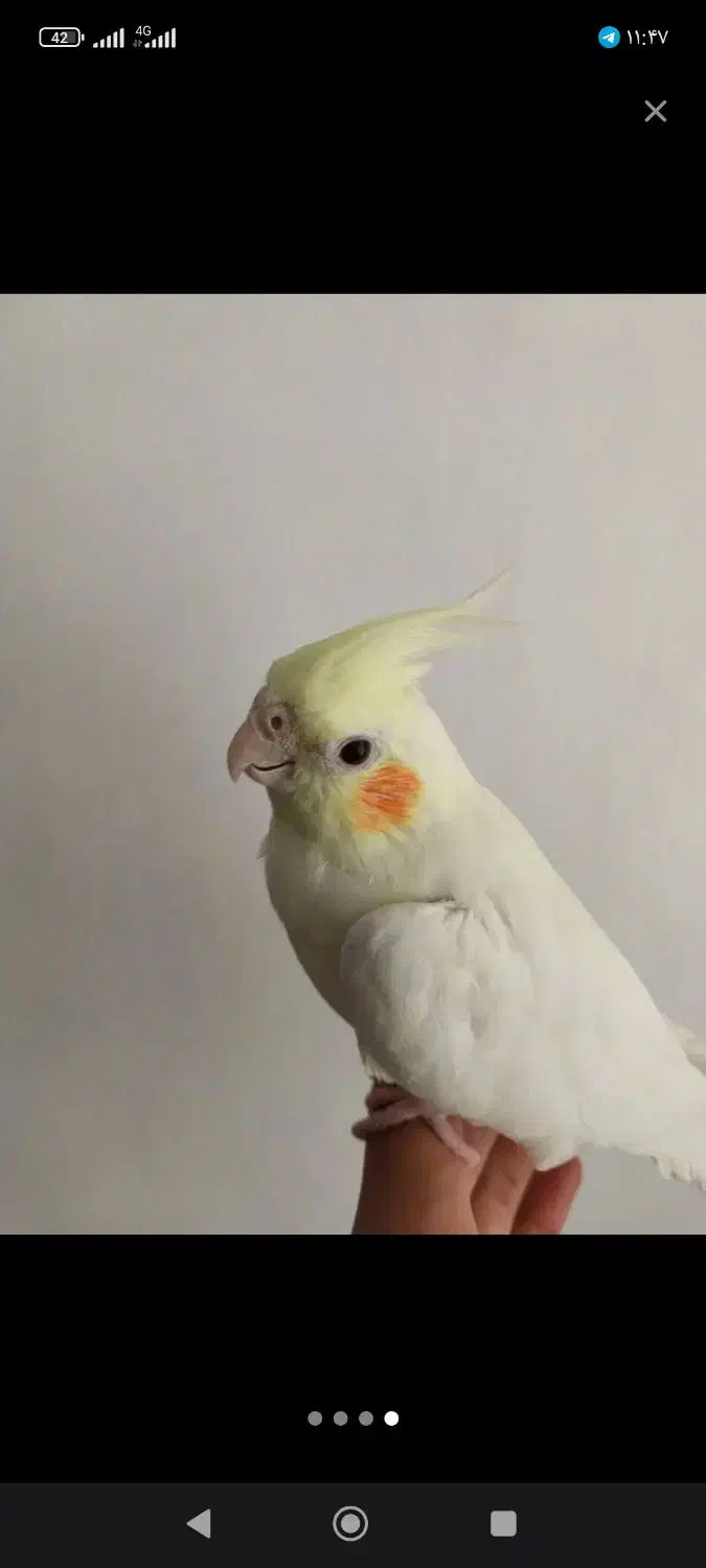 عروس هلندی ماده بالغ|پرنده|نیشابور, شهرک رضوی|دیوار