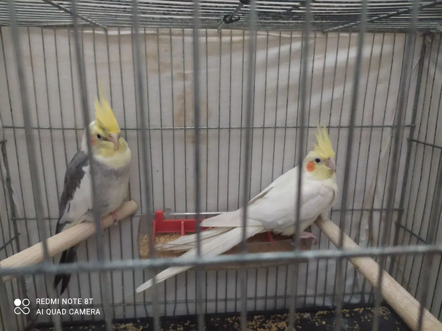 یه جفت عروس هلندی کارداده|پرنده|اسلامشهر, شهرک سعیدیه|دیوار