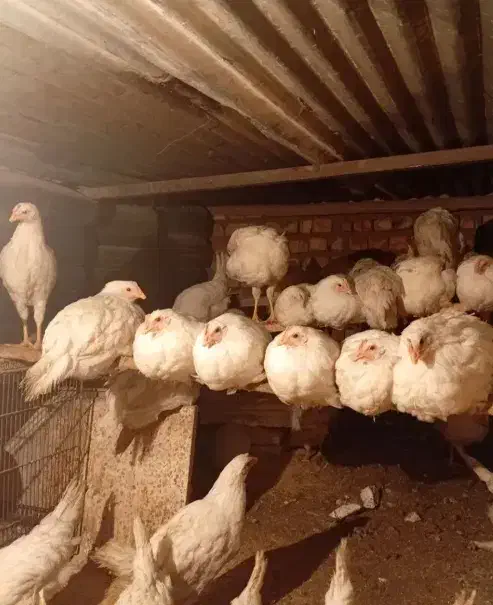 مرغ سیمرغی|پرنده|یزد, |دیوار