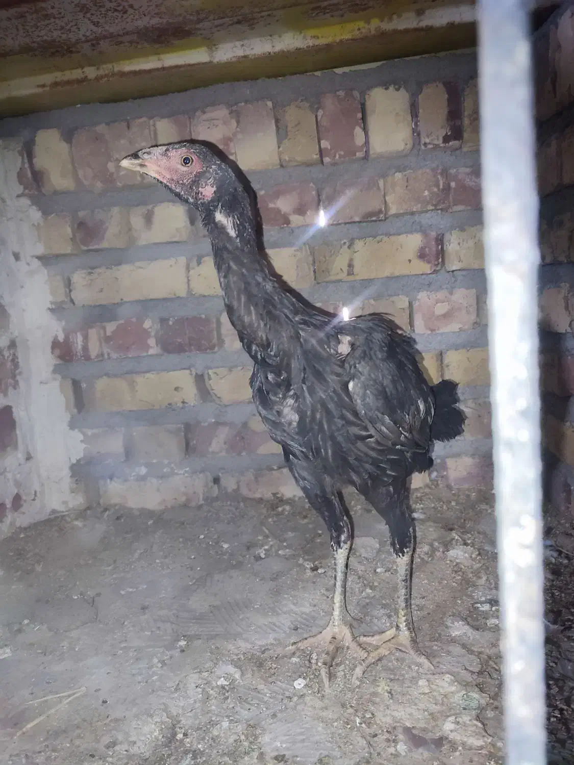 سه عدد مرغ و یک خروس|حیوانات مزرعه|تربت جام, علوی|دیوار