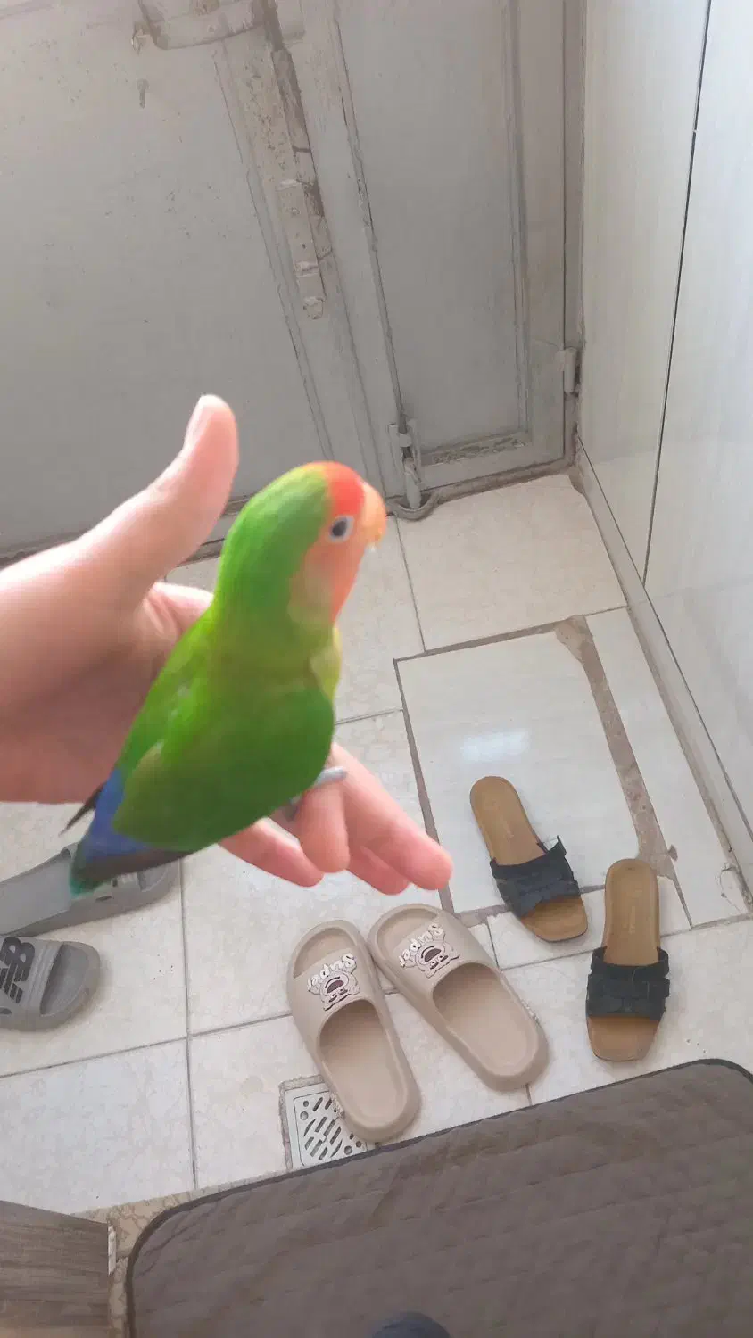 به دلیل کمبوده جاه|پرنده|زیویه, |دیوار