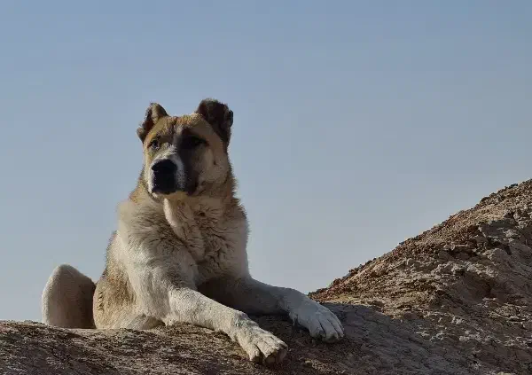 قفقازی وارداتی سرابی آلابای|سگ|کوهسار (البرز), |دیوار