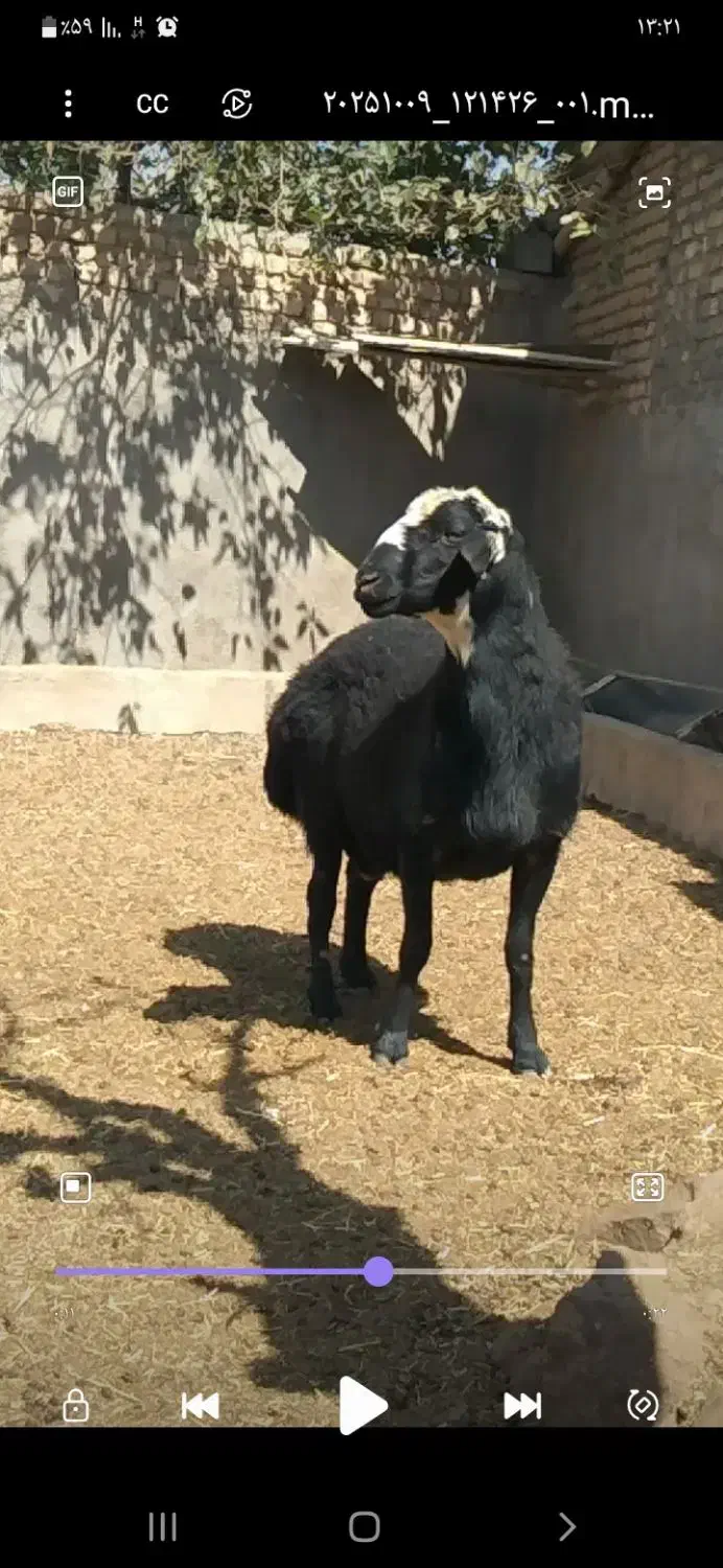 قوچ قره قزل ژندار|حیوانات مزرعه|اصفهان, منتظرالمهدی|دیوار