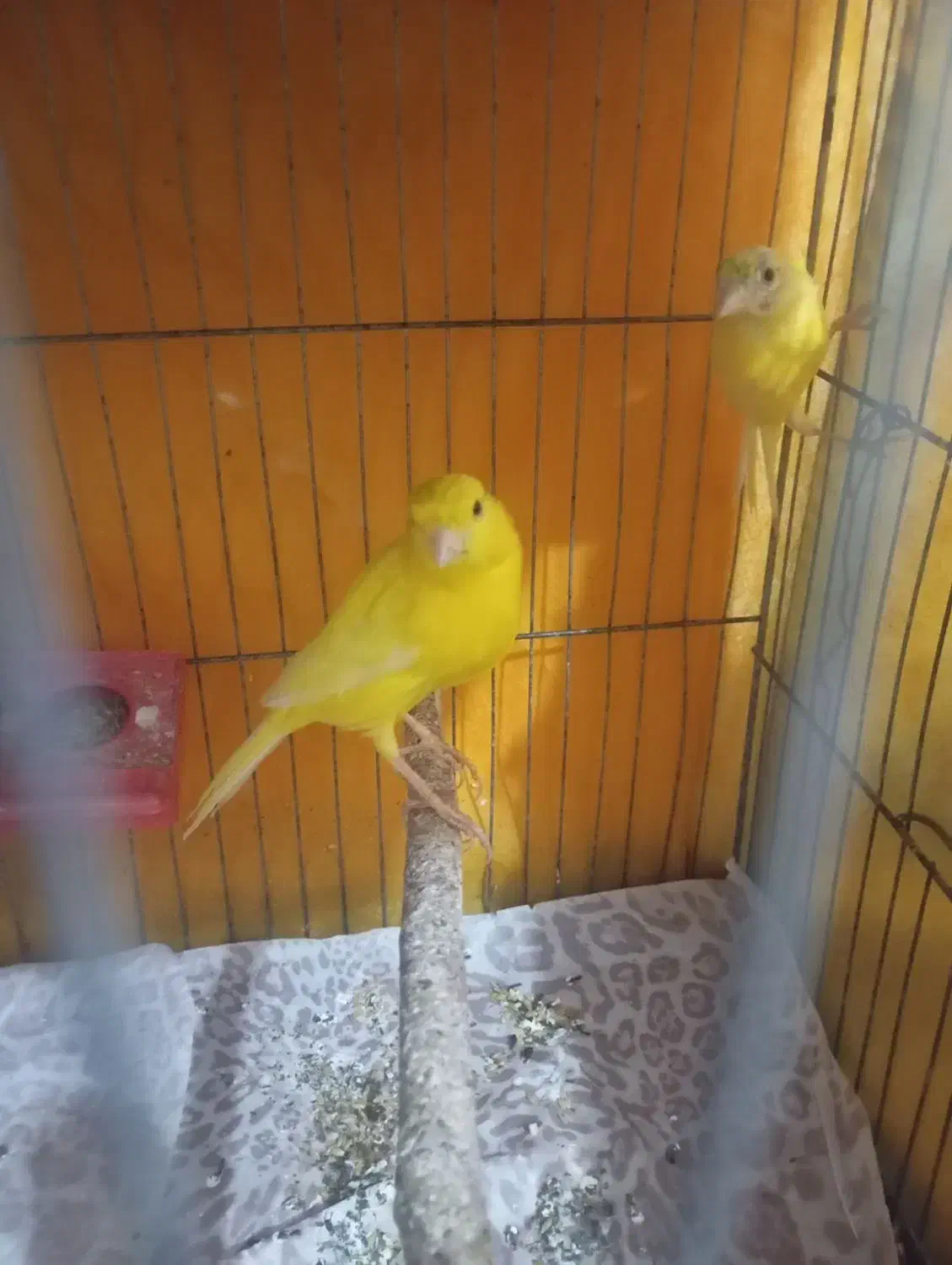 قناری|پرنده|خرمدشت, |دیوار