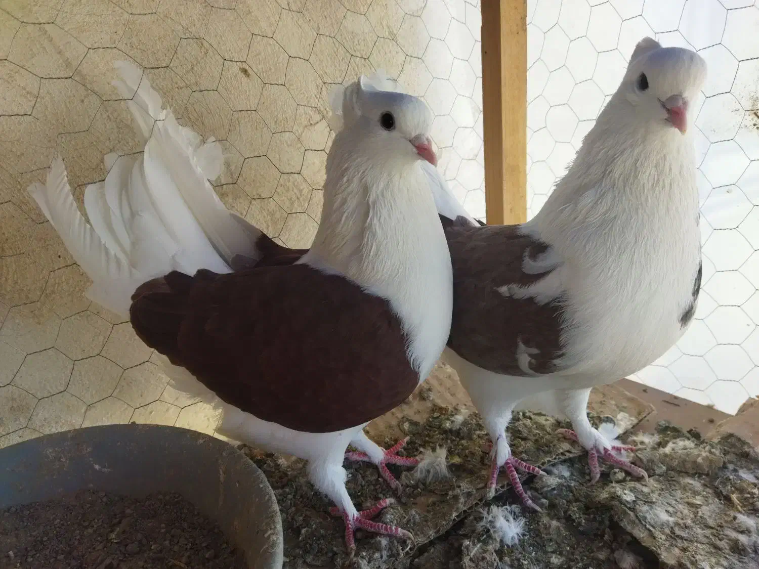 یک جفت دوبال سرخ آس|پرنده|فاضل آباد, |دیوار