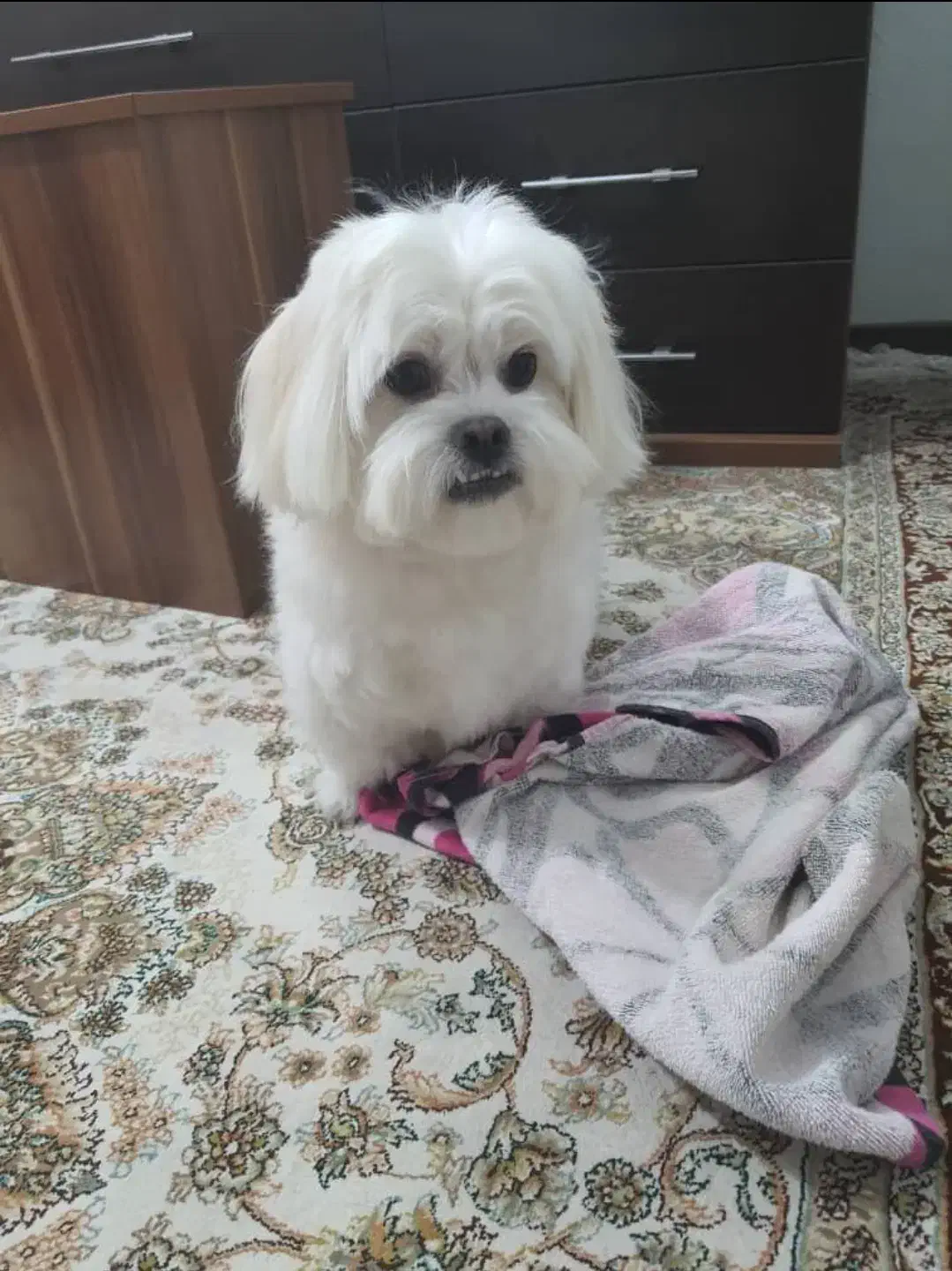 سگ ماده گمشده|حیوانات|شاهینشهر, پاسداران|دیوار