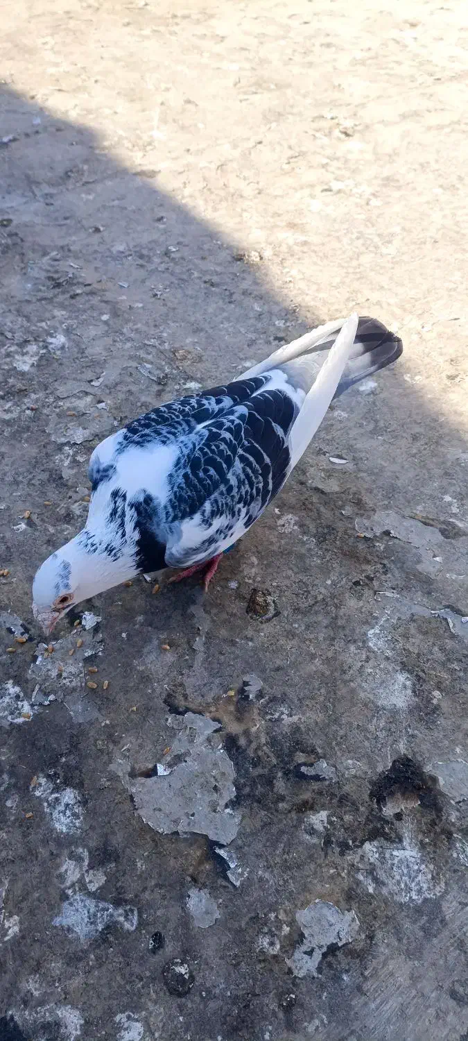 جفت ابلغ نرو ماده|پرنده|مینودشت, |دیوار