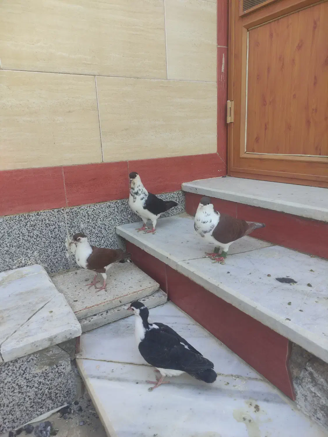 کبوتر ساده سیاه|پرنده|زهک, |دیوار