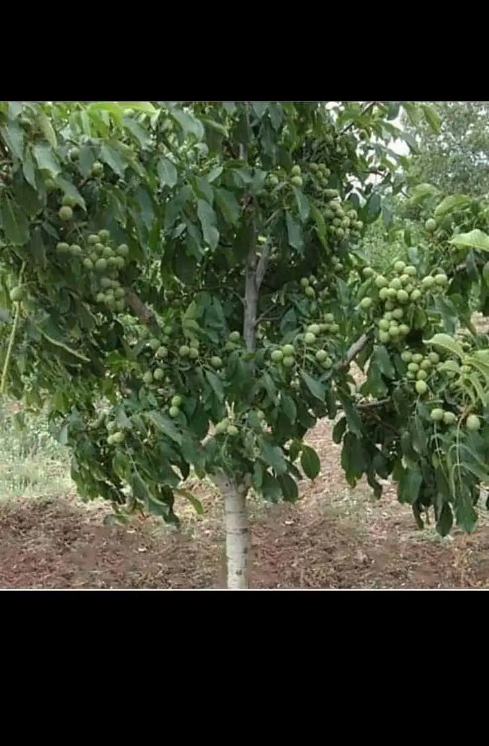 بدون واسطه از نهالستان تا زمین صنوبر گردو و بادام|خدمات باغبانی و درختکاری|فسا, |دیوار