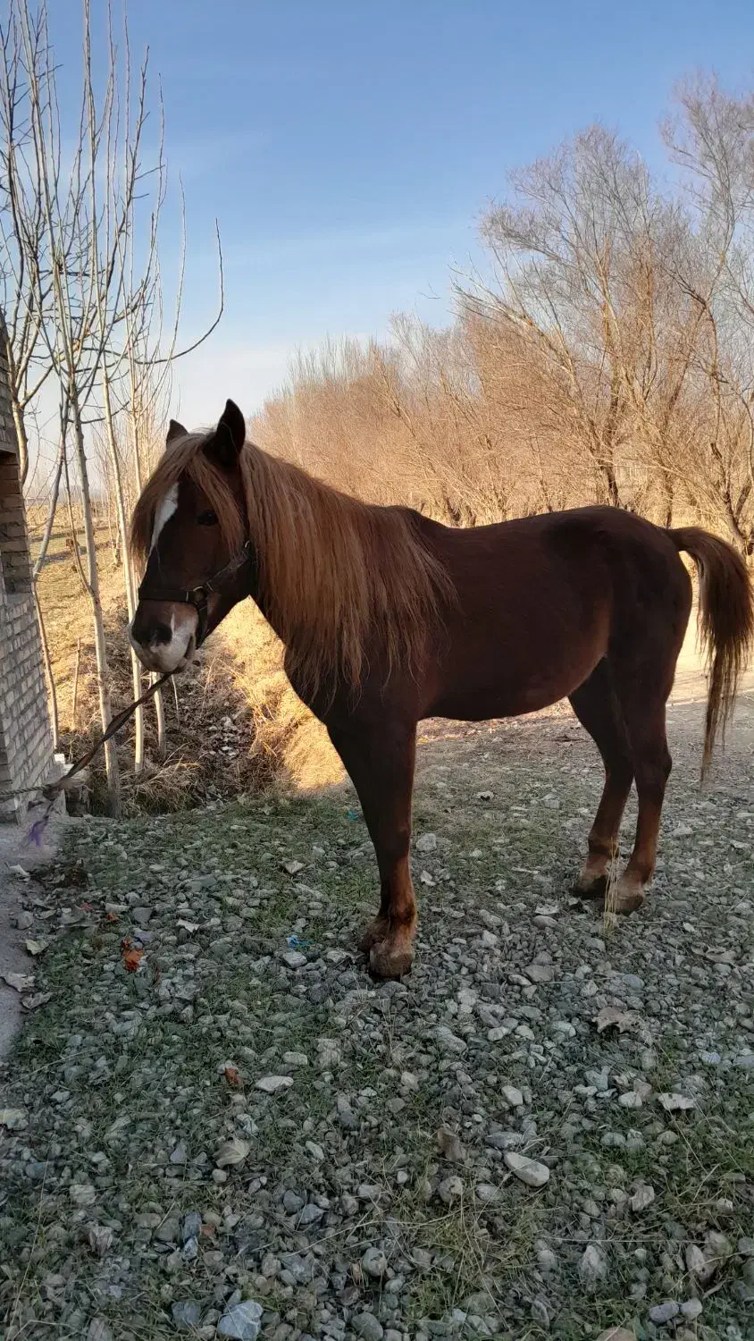 اسب نریان|اسب و تجهیزات اسب‌سواری|سلماس, |دیوار