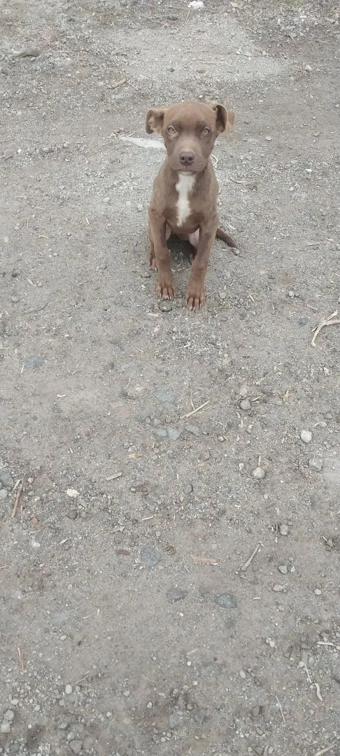 توله پیتبول گم شده|سگ|مشگین شهر, |دیوار