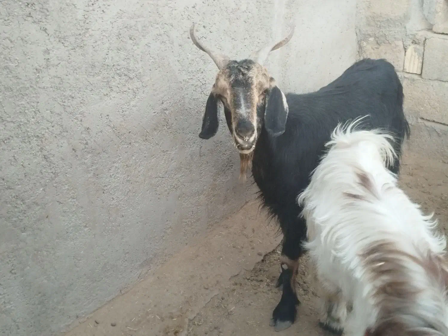 فروش کهره|حیوانات مزرعه|داراب, |دیوار