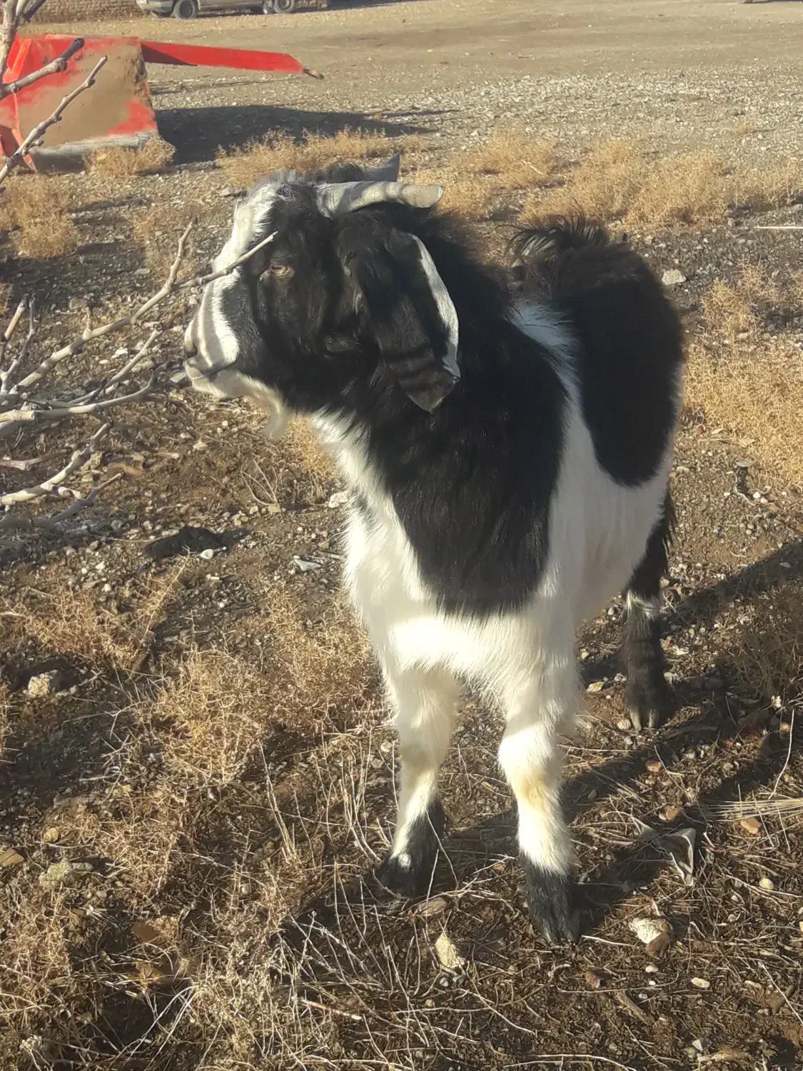 فروش نر بز پلنگی|حیوانات مزرعه|بوئین زهرا, |دیوار