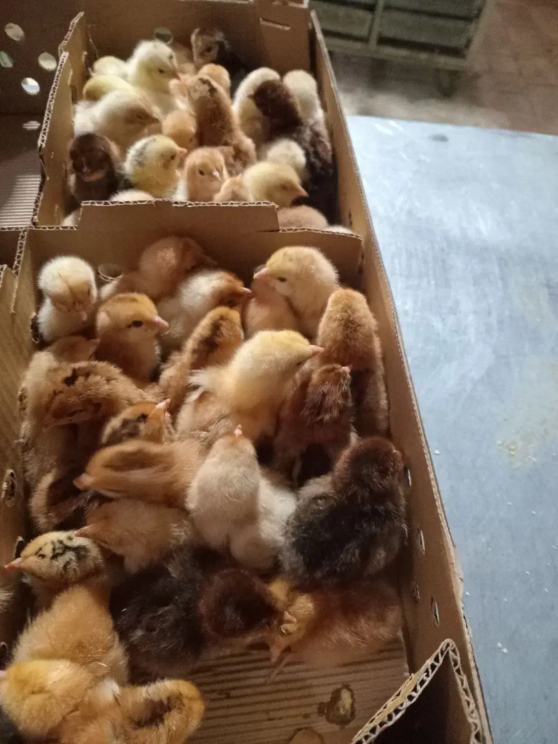 جوجه محلی|حیوانات مزرعه|قم, نخودی|دیوار