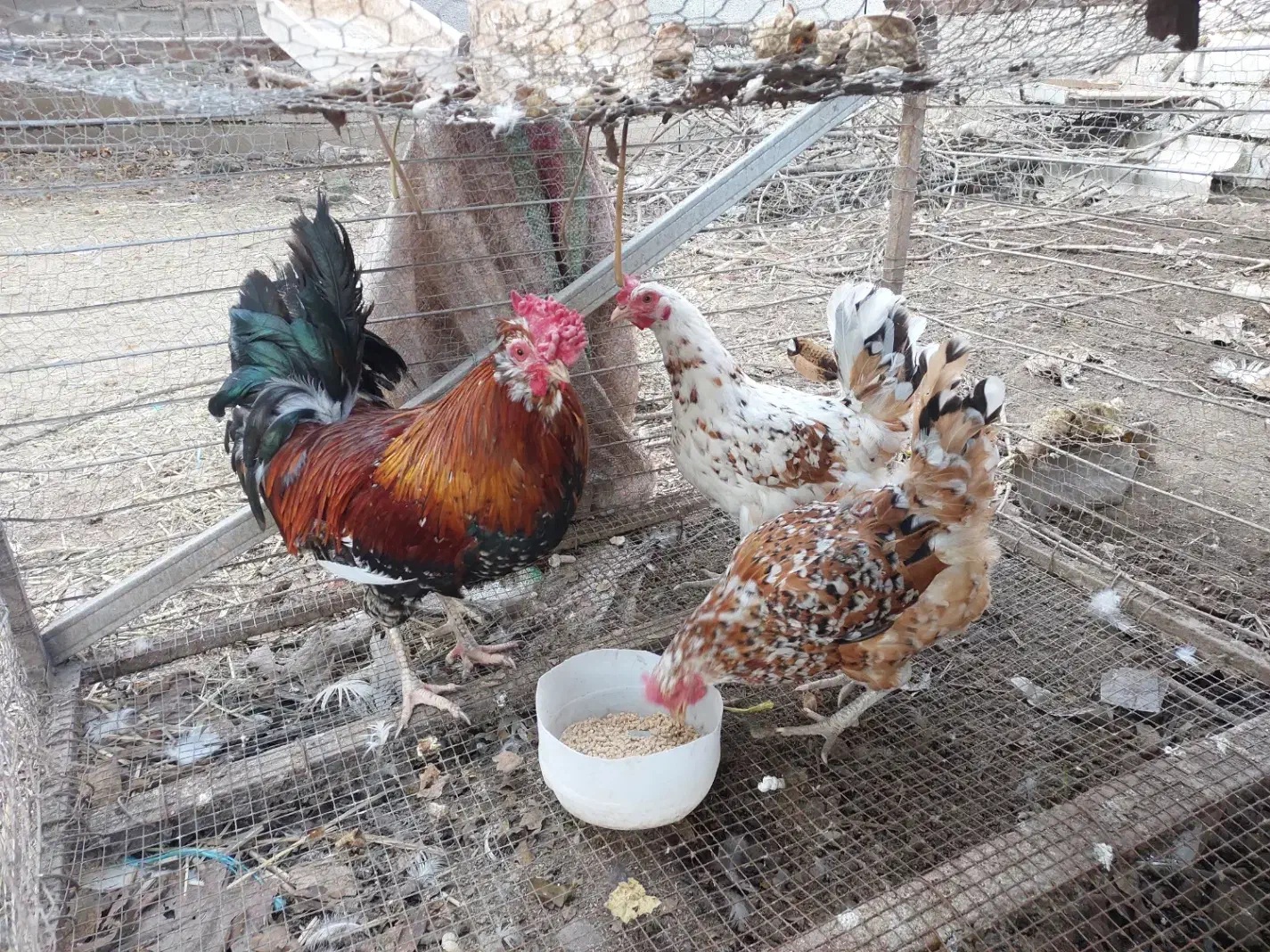 مرغ و خروس گلین|حیوانات مزرعه|دابودشت, |دیوار