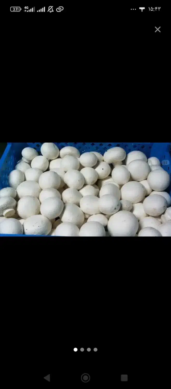 شراکت در پرورش قارچ|خوردنی و آشامیدنی|تهران, مطهری|دیوار